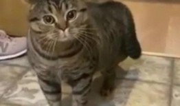 八卦圈爆料黄二狗视频